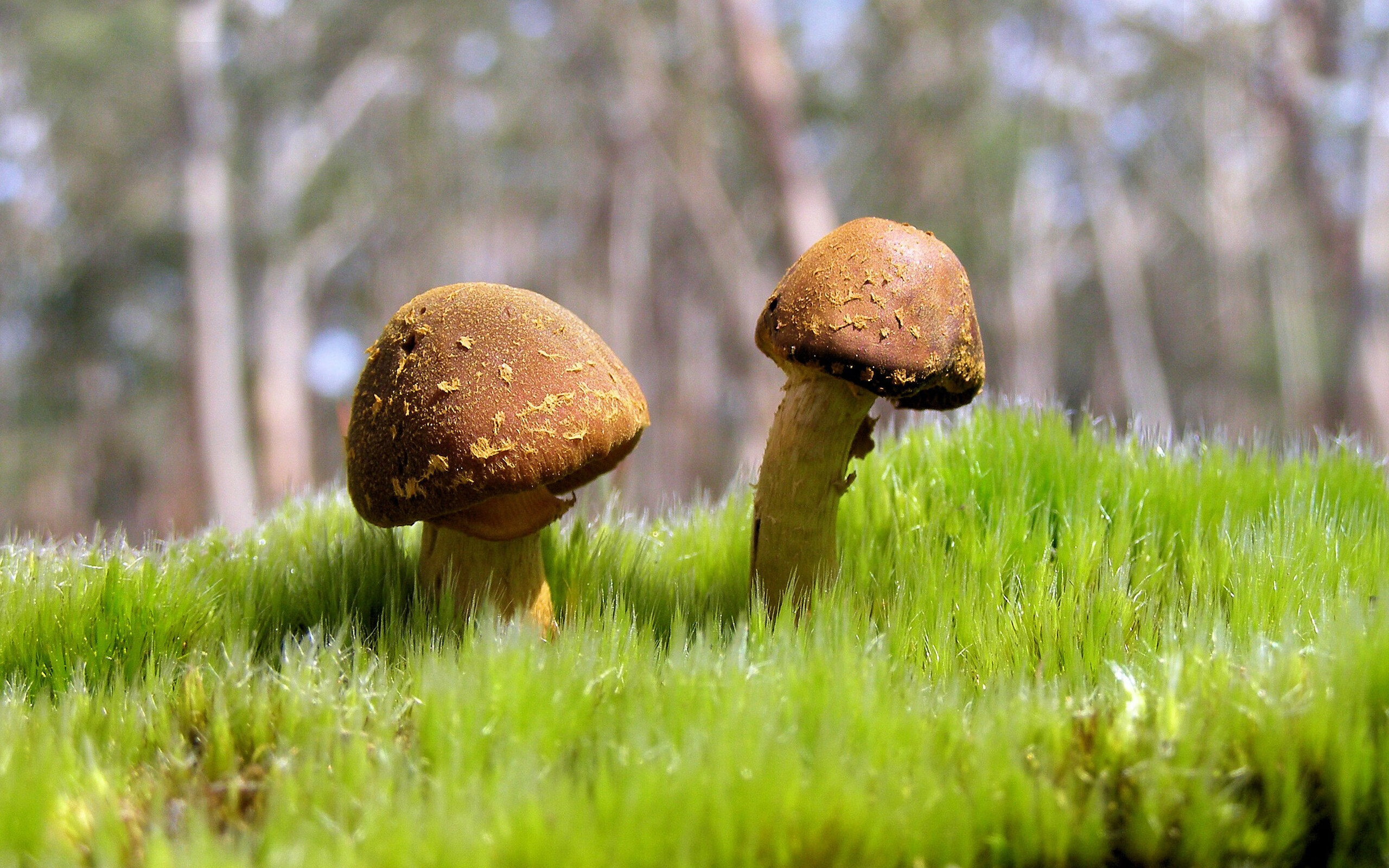 篮球明星拼尽全力争夺国际赛事冠军,篮球明星比赛