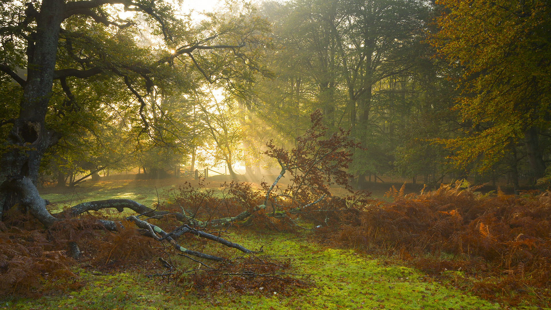 球员节奏感与投篮节奏的协调方式,投篮音乐节奏感