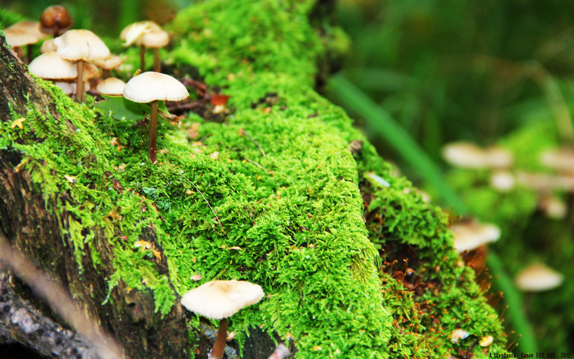 爱游戏娱乐-英超冠军激战：悬念不断，精彩绝伦！，英超 冠军