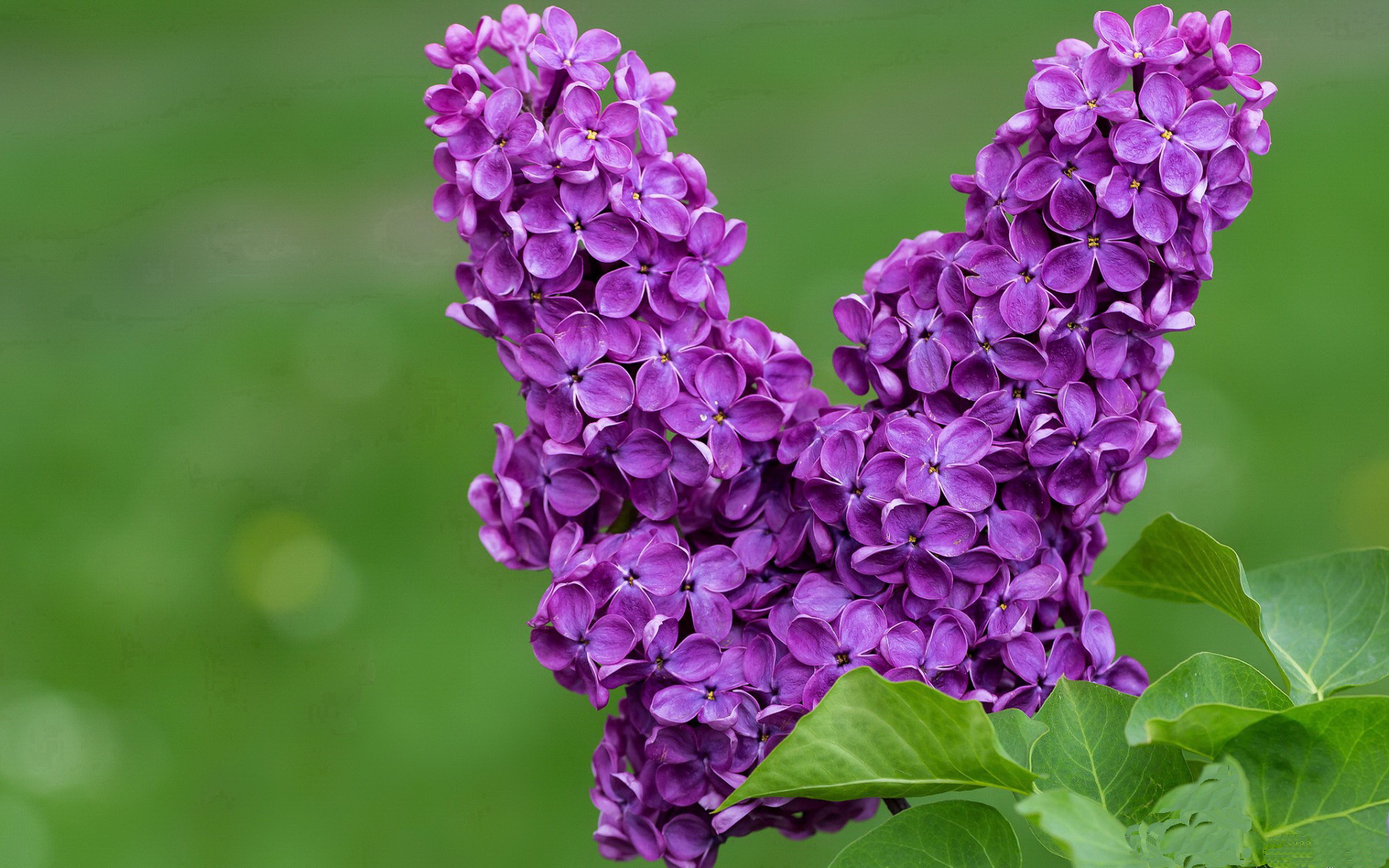 爱游戏官网-荷兰队在欧洲预赛中表现优异，晋级在望